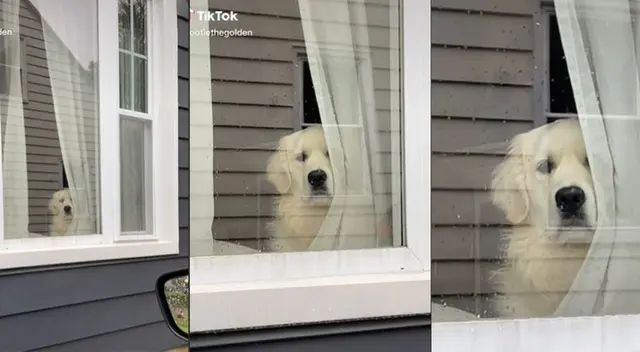 TikTok: tierno perrito conmueve al ver a su dueño irse a trabajar