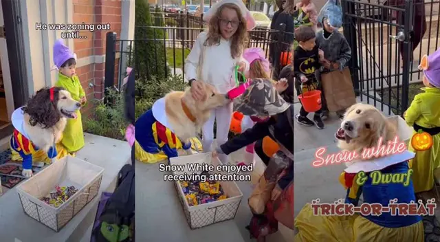 Tierna perrita disfrazada de Blancanieves recibe a niños con golosinas Tierna perrita disfrazada de Blancanieves recibe a niños con golosinas