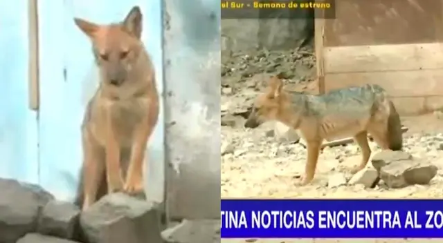 Zorro 'Run run' sigue sin ser capturado. Zorro 'Run run' sigue sin ser capturado.