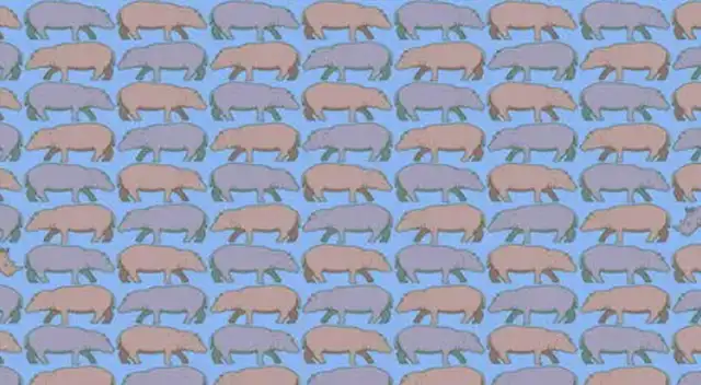 Reto visual: ¿puedes ver a los tres rinocerontes entre los hipopótamos?