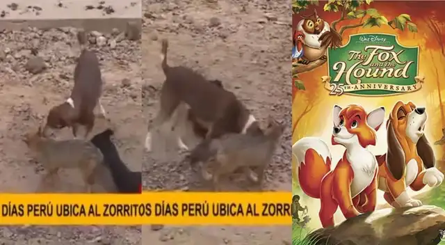 Zorrito 'Run Run' es captado jugando con un perro y lo comparan con una película animada