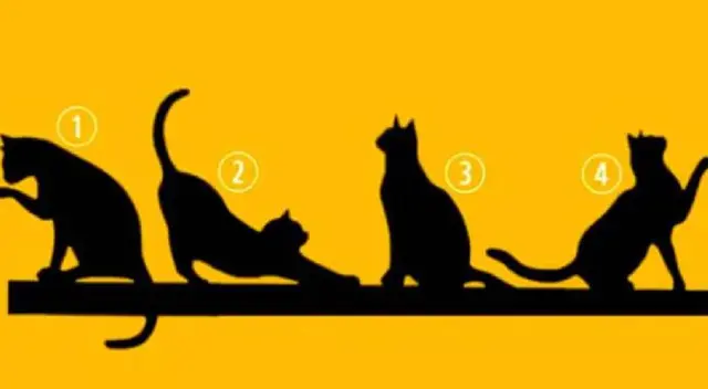 Test visual: El gato que elijas revelará cual es el propósito de tu vida Test visual: El gato que elijas revelará cual es el propósito de tu vida