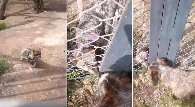 Zorrito 'Run' tuvo un emotivo reencuentro con uno de sus amigos y video conmueve en TikTok Zorrito 'Run' tuvo un emotivo reencuentro con uno de sus amigos y video conmueve en TikTok