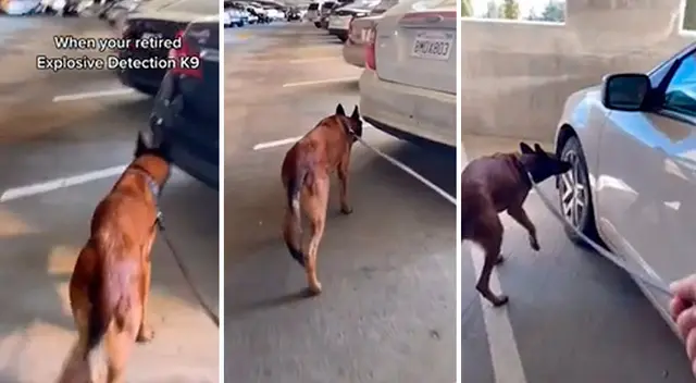 Perro jubilado de la policía pone aprueba su olfato en búsqueda de explosivos - VIDEO