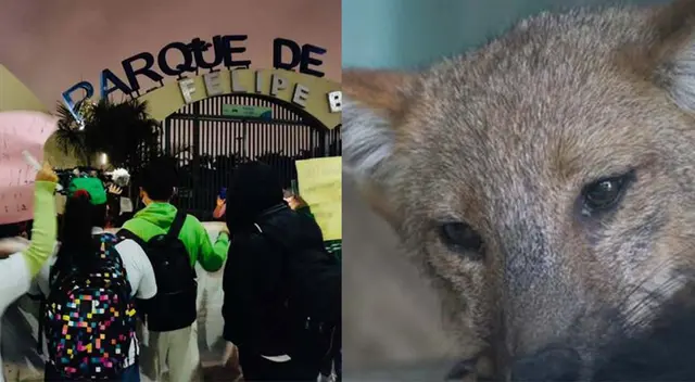 Zorro ‘Run Run’: realizan vigilia en el Parque de Las Leyendas y exigen sea liberado Zorro ‘Run Run’: realizan vigilia en el Parque de Las Leyendas y exigen sea liberado