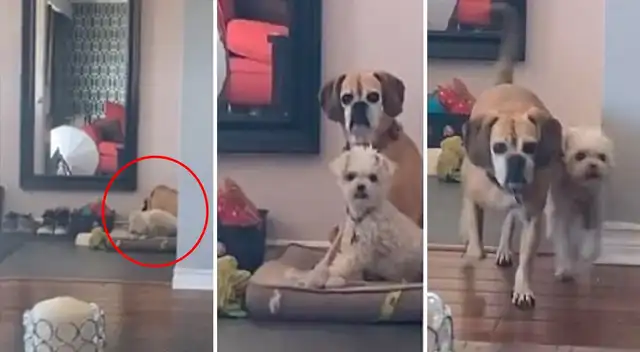 Perritos ven llorar a su dueña y dejan de jugar para consolarla.
