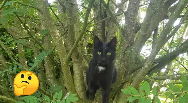 reto visual: ¿eres capaz de encontrar a los dos gatos en la imagen? reto visual: ¿eres capaz de encontrar a los dos gatos en la imagen?