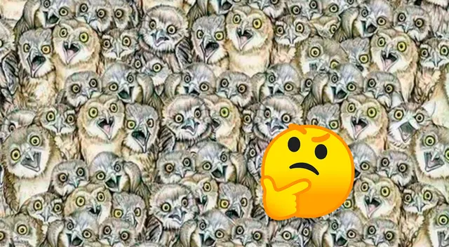 Eres capaz de hallar al gato entre los búhos Eres capaz de hallar al gato entre los búhos
