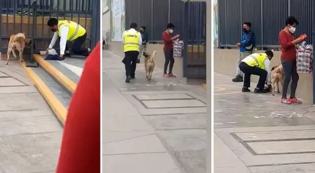 Viral: vigilante es captado dando comida a perro callejero y enternece las redes