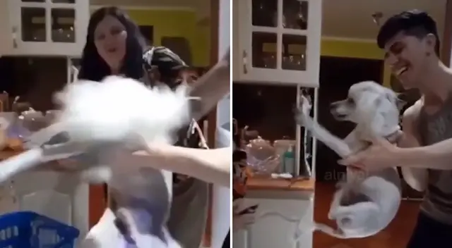 Perrito hace su berrinche al no querer recibir la medicina Perrito hace su berrinche al no querer recibir la medicina