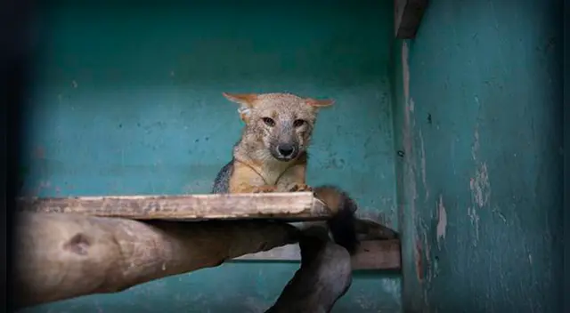 Zorrito Run Run deja el Parque de las Leyendas para pasar cuarentena en otro refugio Zorrito Run Run deja el Parque de las Leyendas para pasar cuarentena en otro refugio