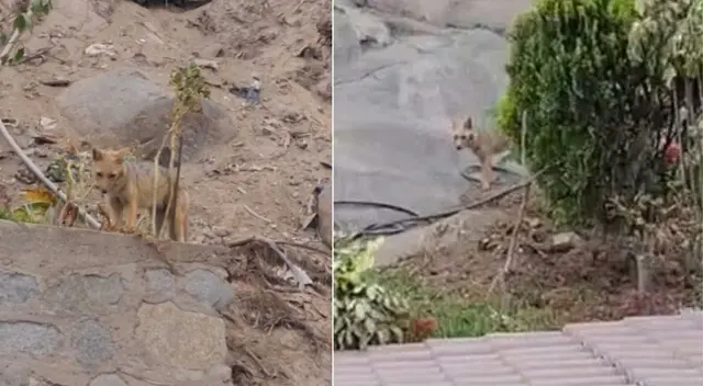 Ate: Nuevo zorro 'Run Run' es captado en cerro Puruchuco Ate: Nuevo zorro 'Run Run' es captado en cerro Puruchuco