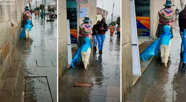 Cusco: Mujer cubre a su alpaca de la lluvia con un poncho impermeable - VIDEO Cusco: Mujer cubre a su alpaca de la lluvia con un poncho impermeable - VIDEO
