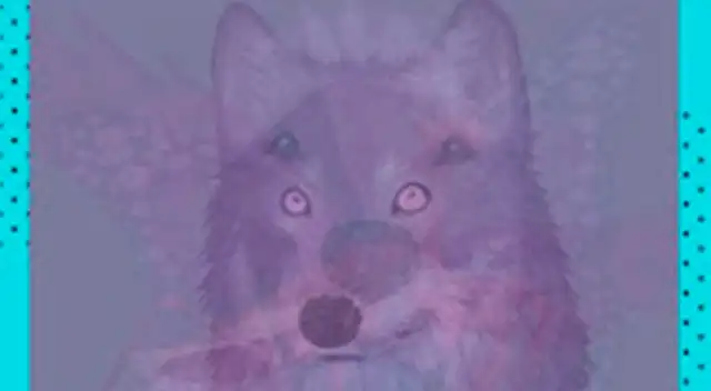 Descubre tu personalidad según el primer animal que veas