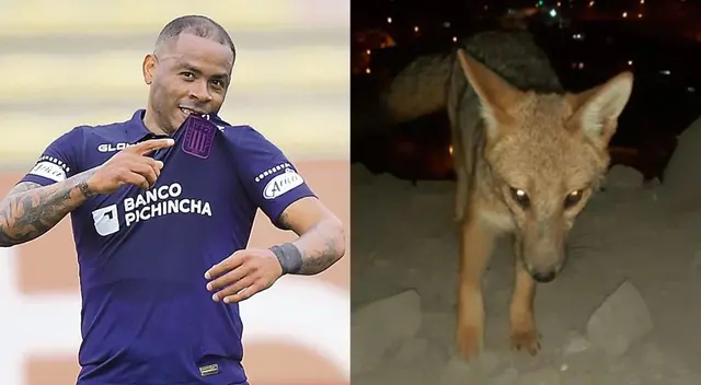 Wilmer Aguirre reveló que ahora lo llaman 'Zorrito Run Run' Wilmer Aguirre reveló que ahora lo llaman 'Zorrito Run Run'