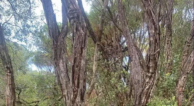 Reto visual: ¿Ves la serpiente en la foto? Trata de ubicarla en tiempo récord