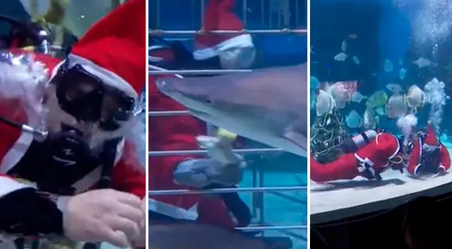 Buzos vestido de 'Papa Noel' impresionan a todo en tanque con tiburones - VIDEO