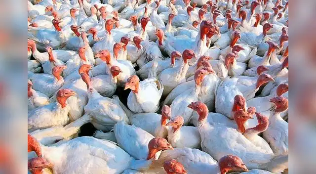 Precio del pavo sube a 17 soles el kilo a pocas semanas de Navidad y Año Nuevo