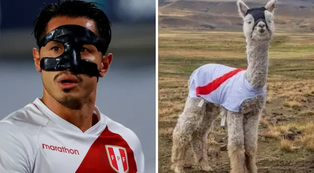 Alpaca recibe nombre inspirado en Gianluca Lapadula.