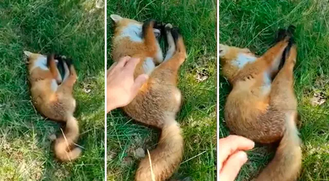 Hombre halla un animal en el bosque y descubre se trataba de un zorro -VIDEO Hombre halla un animal en el bosque y descubre se trataba de un zorro -VIDEO