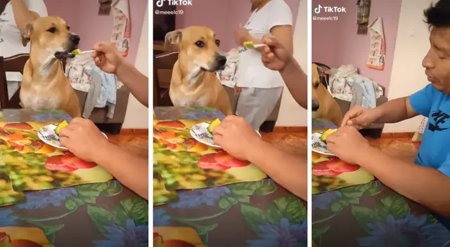 El perro encontró una familia que lo atienda con mucho cariño. El perro encontró una familia que lo atienda con mucho cariño.