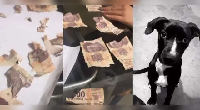 Perritos se comen gratificación de su dueña luego de cobrarlo Perritos se comen gratificación de su dueña luego de cobrarlo