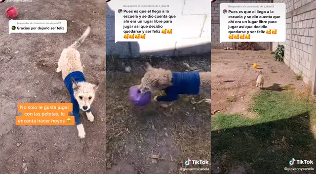 TikTok: Perro futbolista es viral.