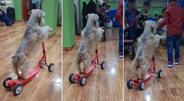 Perrito es furor en TikTok por manejar scooter en fiesta infantil