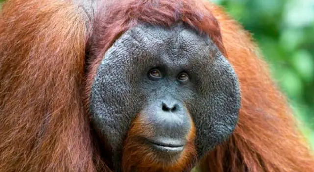 Chile ya admite la vacunación a animales contra la COVID-19