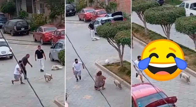 Cerdo escapa de una vivienda para evitar ser la cena de Navidad Cerdo escapa de una vivienda para evitar ser la cena de Navidad