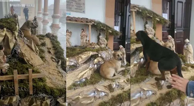 TikTok: perros sin hogar suben a nacimiento de Navidad para protegerse de la lluvia TikTok: perros sin hogar suben a nacimiento de Navidad para protegerse de la lluvia