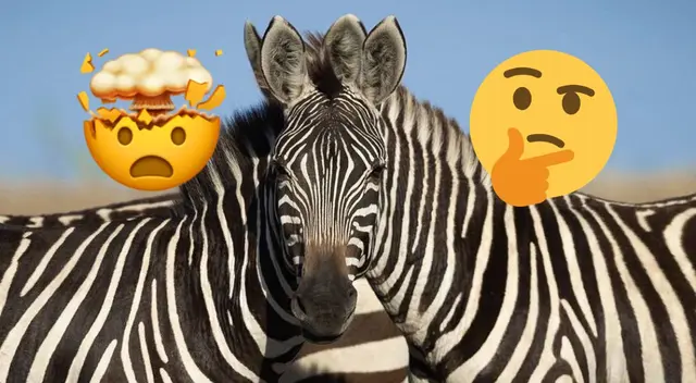 Reto visual sobre la cebra que está por delante.