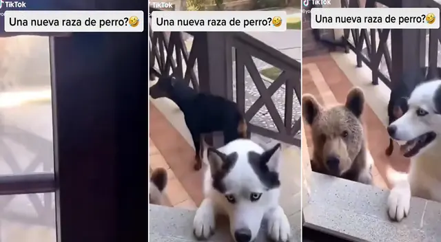 Hombre se llevó una gran sorpresa al abrir su puerta y ver al nuevo Hombre se llevó una gran sorpresa al abrir su puerta y ver al nuevo