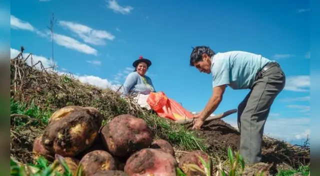 Conoce todos los detalles del Bono Agrario del Midagri. Foto: Andina