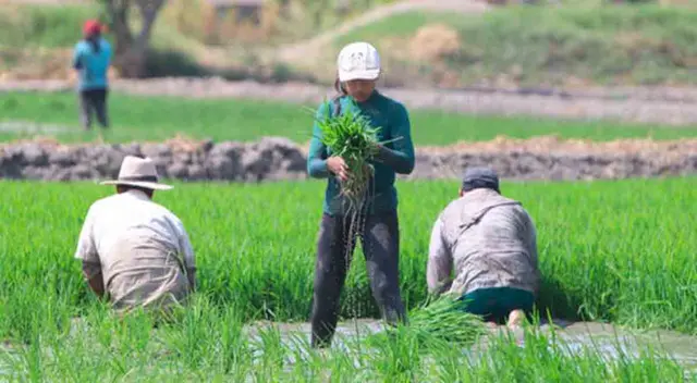 Conoce los requisitos para que puedas acceder al Bono agrario de 350 soles