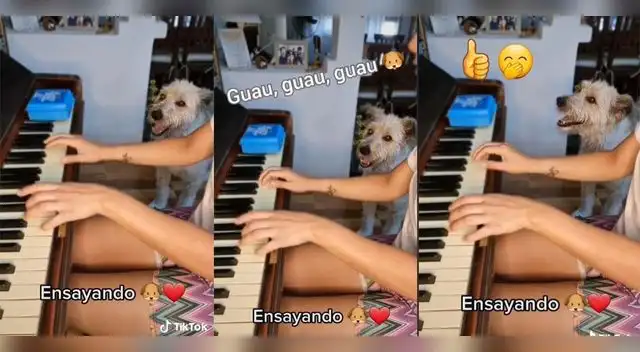 Perrito canta chu chu ua con su dueña