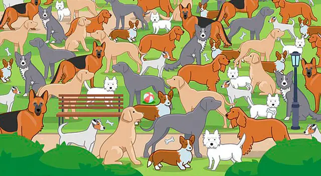 Reto visual: ¿Puedes ver al cachorro oculto? Resuelve al acertijo en 15 segundos Reto visual: ¿Puedes ver al cachorro oculto? Resuelve al acertijo en 15 segundos