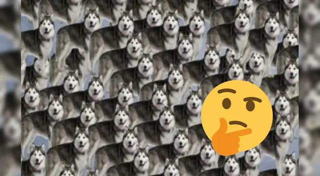 Reto visual sobre los lobos entre los perros. Reto visual sobre los lobos entre los perros.