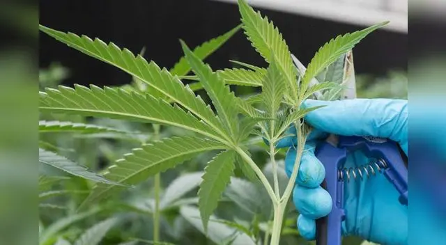 La marihuana podría tener propiedades que preverían el contagio de COVID-19. La marihuana podría tener propiedades que preverían el contagio de COVID-19.