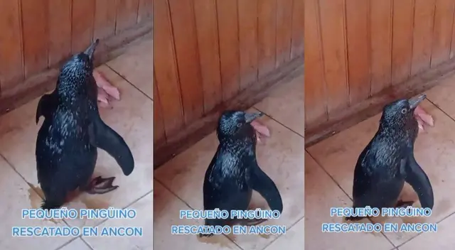 Jóvenes voluntarios rescatan a pingüino cubierto de petróleo en playa de Ancón - VIDEO Jóvenes voluntarios rescatan a pingüino cubierto de petróleo en playa de Ancón - VIDEO