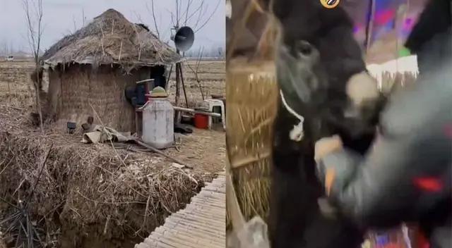 El sujeto se emocionó y bailó con un burro.