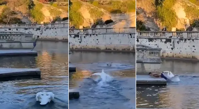 Joven es atacado por cisne al invadir su espacio y video se vuelve viral Joven es atacado por cisne al invadir su espacio y video se vuelve viral