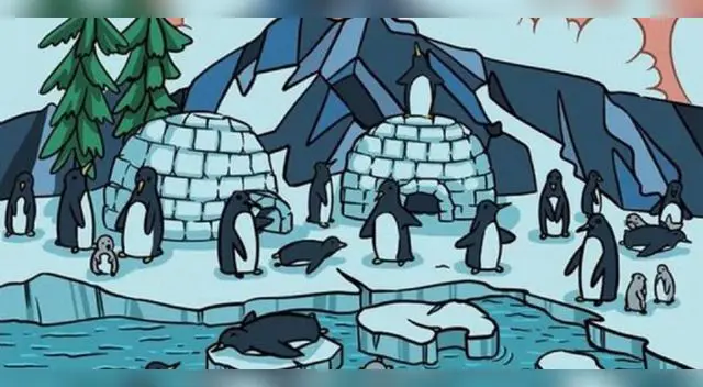 Encuentra a la foca camuflada en menos de 5 segundos Encuentra a la foca camuflada en menos de 5 segundos