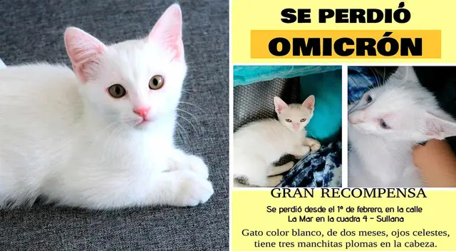 'Se perdió Omicrón': dueño de gata perdida ofrece recompensa para recuperarla