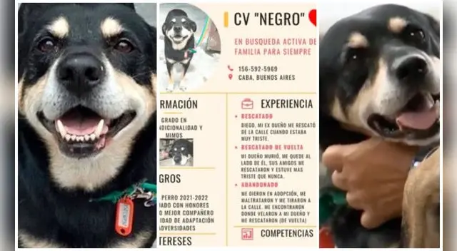 Amigos del fallecido crearon CV para que Negro encuentre nueva familia. Foto: Captura - Facebook. Amigos del fallecido crearon CV para que Negro encuentre nueva familia. Foto: Captura - Facebook.
