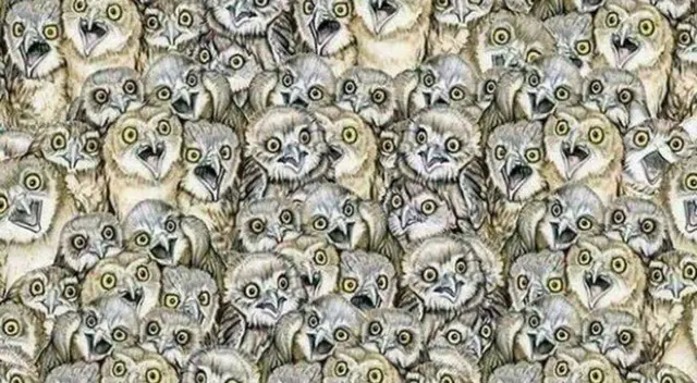 Solo el 5% de usuarios han encontrado al gato Solo el 5% de usuarios han encontrado al gato