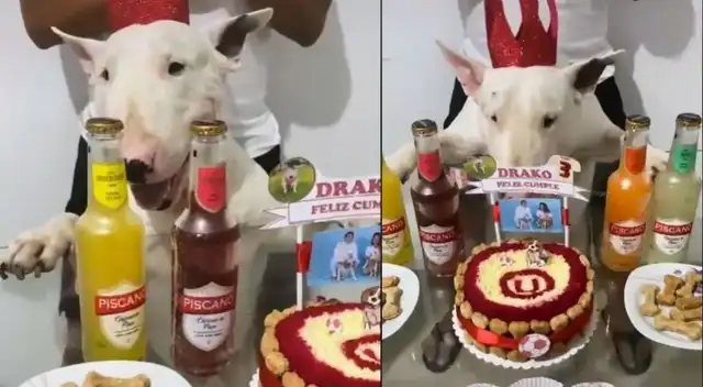 TikTok: perrito 'Drako' celebra su cumpleaños con torta de Universitario - VIDEO TikTok: perrito 'Drako' celebra su cumpleaños con torta de Universitario - VIDEO