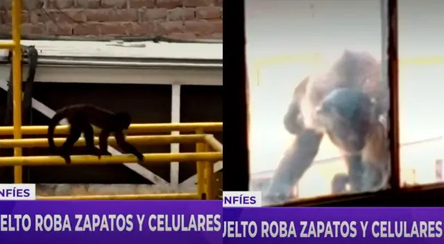 Changui, el mono suelto en los techos del Callao.