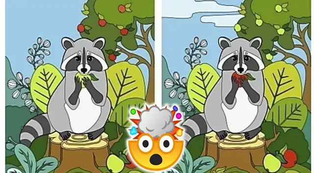 Acertijo visual para expertos: ubica las 4 diferencias en difícil reto visual de un mapache Acertijo visual para expertos: ubica las 4 diferencias en difícil reto visual de un mapache