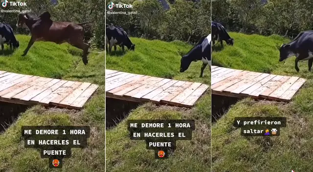 Joven se demoró una hora en hacerle un puente a su ganado, pero todo fue en vano Joven se demoró una hora en hacerle un puente a su ganado, pero todo fue en vano